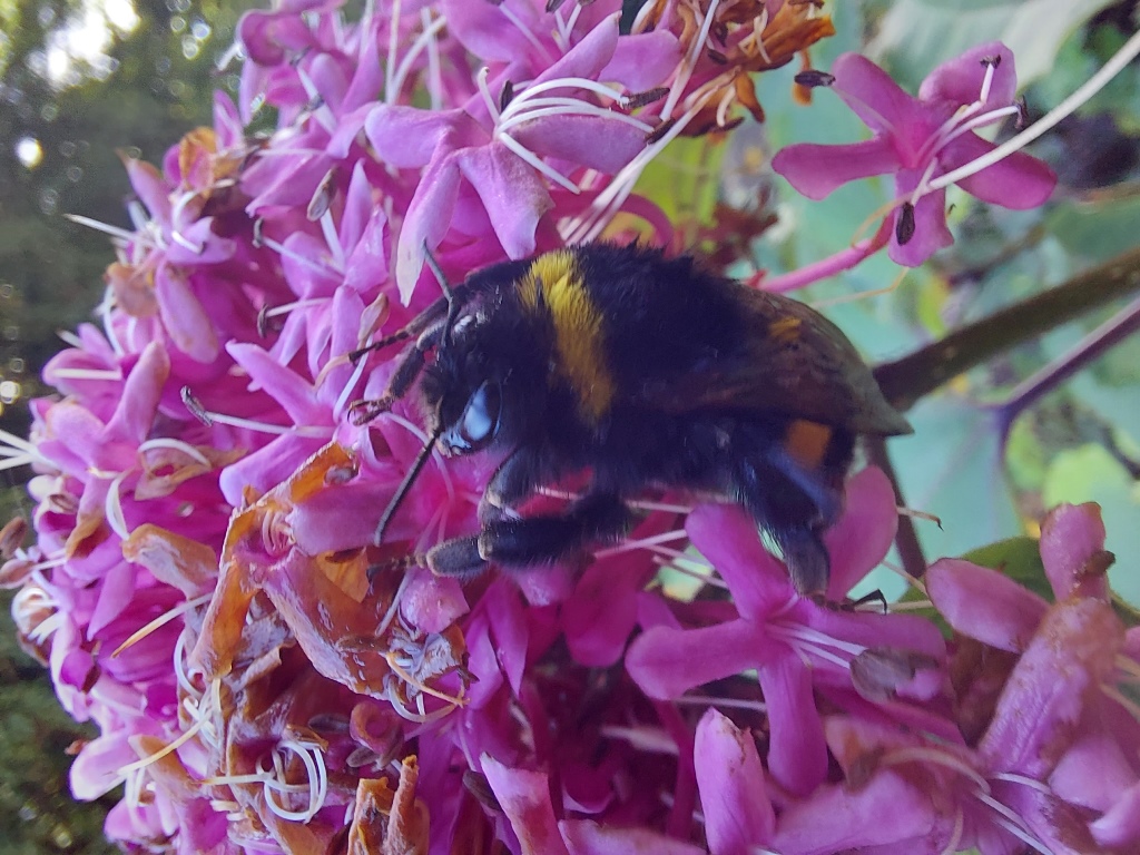hommel
